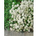Iberis sempervirens ´Snowflake´ / Iberka vždyzelená, C1,5