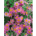 Dendranthema rubellum (Chrysanthemum). ´Clara Curtis´ / Chryzantéma, K9