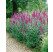 Lythrum salicaria / Vrbica vŕbolistá, C1,5