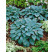 Hosta tardiana ´Halcyon´ / Hosta / Funkia, K9
