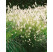 Pennisetum alopecuroides ´Hameln´ / Perovec, C1,5