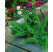 Polystichum setiferum ´Plumosum´ / Papraďovec štetinatý, K9