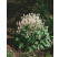 Tiarella wherryi / Tiarela, K9