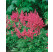 Astilbe japonica 'Köln' / Astilba japonská, K9