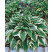 Hosta ´Wide Brim´ / Hosta / Funkia, C1