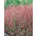 Panicum virgatum ´Shenandoah´ / Proso, K9