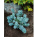 Euphorbia myrsinites/ Mliečnik myrtovitý, K9