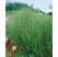 Miscanthus sin. ´Zebrinus/Strictus´ / Ozdobnica pásikavá, K11
