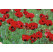 Papaver orientale ´Brillant´ / Mak východný, K9