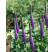 Veronica spicata ´Royal Candles´ / Veronika klasnatá, C1,5