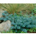Euphorbia myrsinites / Mliečnik myrtovitý, K9