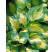 Hosta hybrid ´Great Expectations´ / Funkia, C1