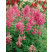 Astilbe japonica 'Rheinland' / Astilba japonská, C1,5