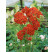 Achillea millefolium ´Paprika´ / Červený rebríček, K9