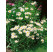 Leucanthemum vulgaris ´Maikönigin´ / Margaréta obyčajná, C1
