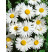 Leucanthemum max. / Margaréta veľkoúb. ´SHASTA DAISY´, bal. 0,8 g
