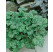 Heuchera ´Green Spice´ / Heuchera, C1