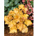 Heuchera ´Amber Waves´ / Heuchera, C1,5