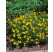 Coreopsis verticillata ´Zagreb´ / Kráska praslenová, C1