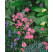 Armeria maritima ´Splendens´ / Trávnička prímorská ružovočer., K9
