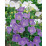Campanula carpatica ´Clips Blue´ / Zvonček karpatský modrý, K9