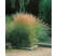 Calamagrostis acutiflora ´Overdam´ / Smlz ostrokvetý, K9