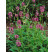 Stachys macrantha / Čistec veľkokvetý, K9