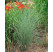 Miscanthus sinensis ´Morning Light´ / Ozdobnica čínska, C3