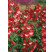 Penstemon hartwegii ´Picotee´ / Dračík, C1