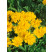 Coreopsis grandiflora ´Sunray´ / Krásnoočko veľkokveté, C1,5