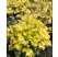 Heuchera 'Lime Rickey' / Heuchera, C1,5