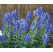 Aconitum carmichaeli ´Arendsiiˇ / Prilbica, K9