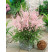 Astilbe arendsii ´Bressingham Beauty´ / Astilba bledoružová, K9