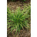 Carex morrowi ´Ice Dance´ / Ostrica, K9