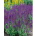 Salvia nemorosa ´Ost Fiesland´ / Šalvia hájna, C1,5
