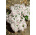 Phlox subulata ´Amazing Grace´ / Flox šidlolistý biely, K9