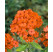 Phlox paniculata 'Orange Perfection' / Flox metlinatý, K14