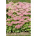 Sedum spectabile ´Brilant´ / Rozchodník nádherný, K9