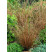 Carex buchananii / Ostrica Buchanova, K9