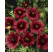 Gaillardia aristata ´Burgunder´ / Kokarda ostitá, K9