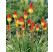 Kniphofia uvaria ´Grandiflora´ / Fakľovka aloovitá, K9