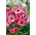 Phlox paniculata 'Grenadine Dream'® / Flox metlinatý, C2