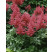 Astilbe japonica 'Rheinland' / Astilba japonská, K9