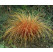 Carex comans ´Bronze Perfection´ / Ostrica, K9