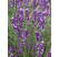 Lavandula angustifolia ´Ellegance Purple´ / Levanduľa úzkolistá, K9