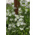 Gaura lindheimeri 'Geyser White' / Gaura, K9