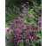 Geranium psilostemon 'Patricia' / Pakost, K9