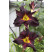 Hemerocallis 'Black Prince' / Ľaliovka Čierny princ, K11