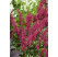 Astilbe x arendsii ´Fanal´ / Astilba, C1,5
