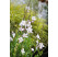 Gaura lindheimeri 'Geyser White' / Gaura, K9
